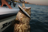 BLACK GROUPER w/Rapala