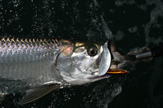 TARPON w/Sebile Lure