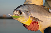 POMPANO