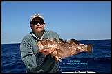 Red Grouper